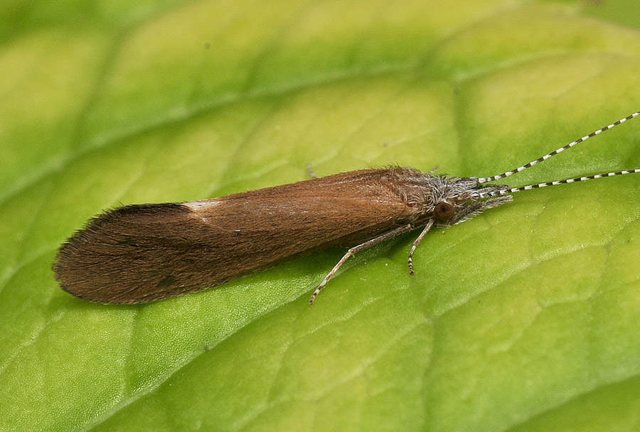 Leptoceridae:  Ceraclea cfr. dissimilis